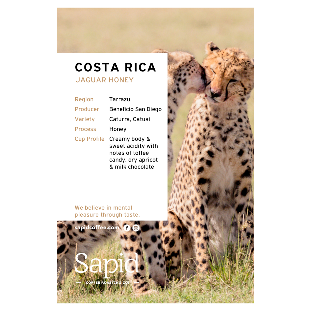 Costa Rica Jaguar Honey